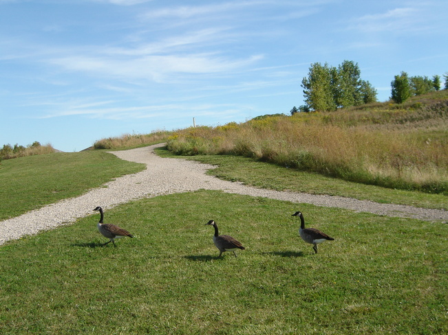 geese walking up the hill Windsor, Ontario Canada