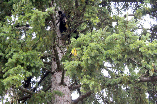 A Young Bear Way Up a Tree Kapuskasing, Ontario Canada