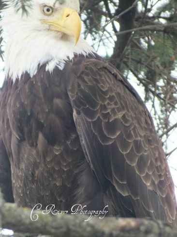 elder eagle Campbell River, British Columbia Canada