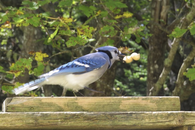 Blue Jay With Peanut #1 Chester, Nova Scotia Canada
