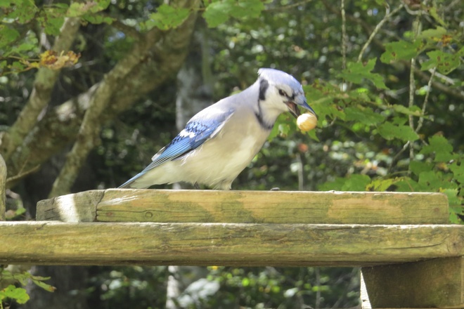 Blue Jay With Peanut #2 Chester, Nova Scotia Canada