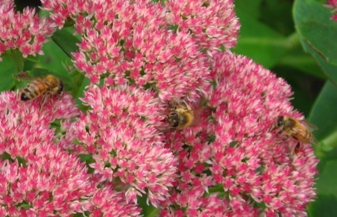 Honey Bees Cobourg, Ontario Canada