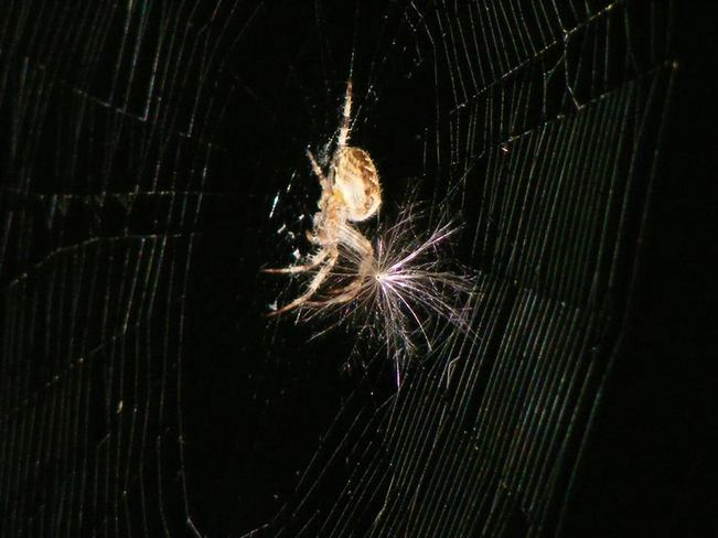 spider making web Gatineau, Quebec Canada