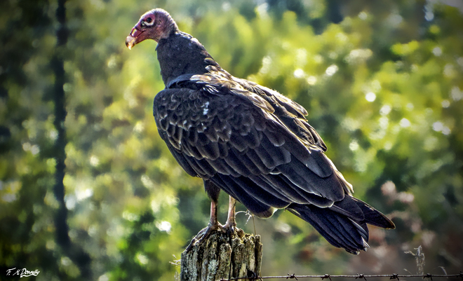 Turkey Vulture Smiths Falls, Ontario Canada