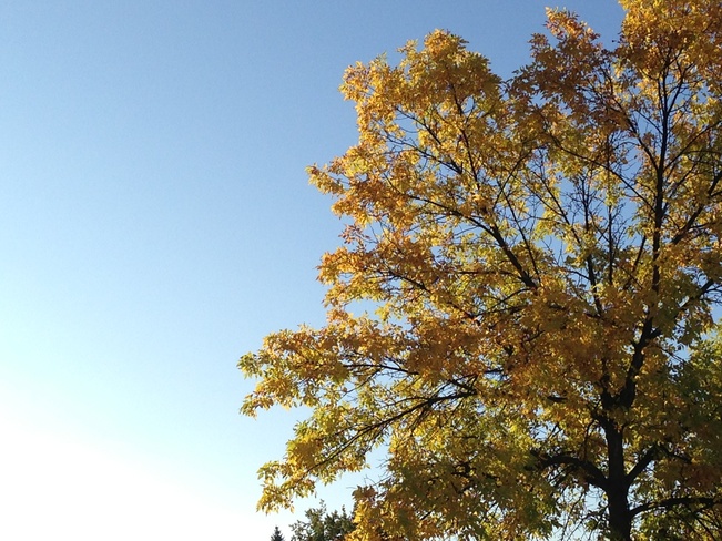 golden leaves of fall Winnipeg, Manitoba Canada