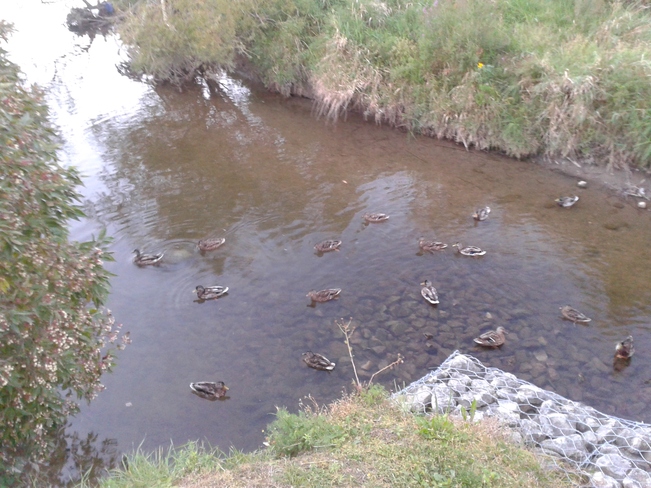 Etobicoke Creek Ducks Brampton, Ontario Canada