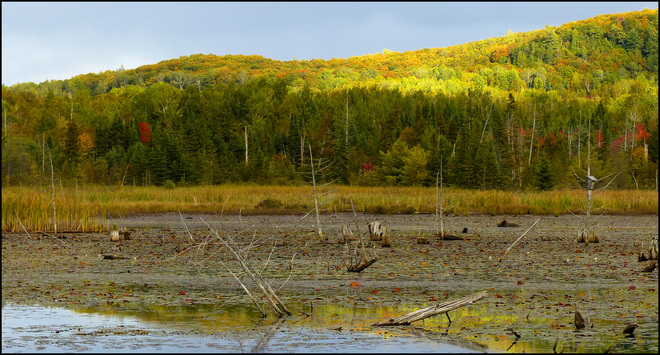 Sherriff Creek, colour is changing. Elliot Lake, Ontario Canada