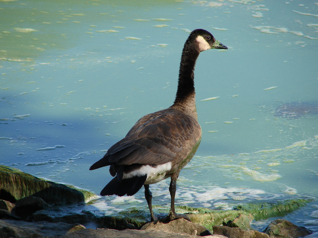 Canada Goose in algal bloom on Lake Winnipeg Hecla, Manitoba Canada