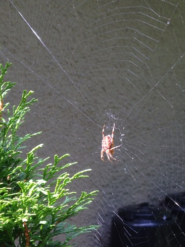 Spider......... Surrey, British Columbia Canada