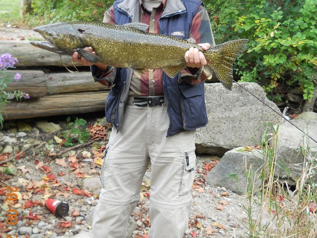 big salmon fish Owen Sound, Ontario Canada