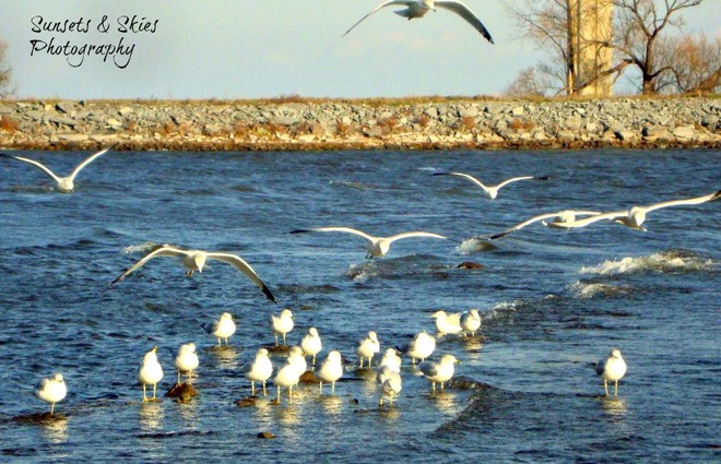 Seagulls ON the bay Belleville, Ontario Canada