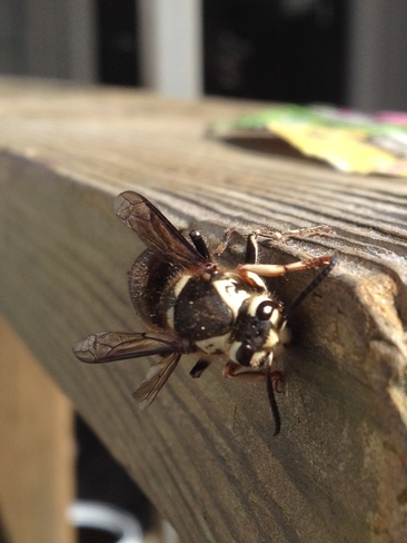 queen bee? Windsor, Ontario Canada