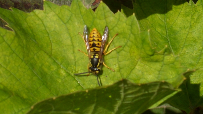 Hornet On Grape Leaf Whitby, Ontario Canada