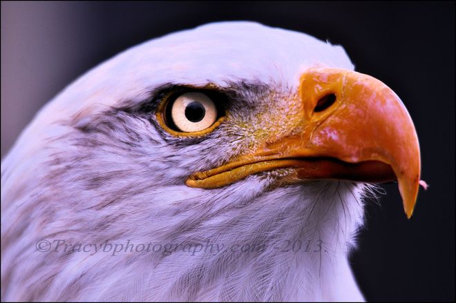 Bald Eagle. Port Dover, Ontario Canada