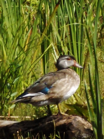 Young Wood Duck 