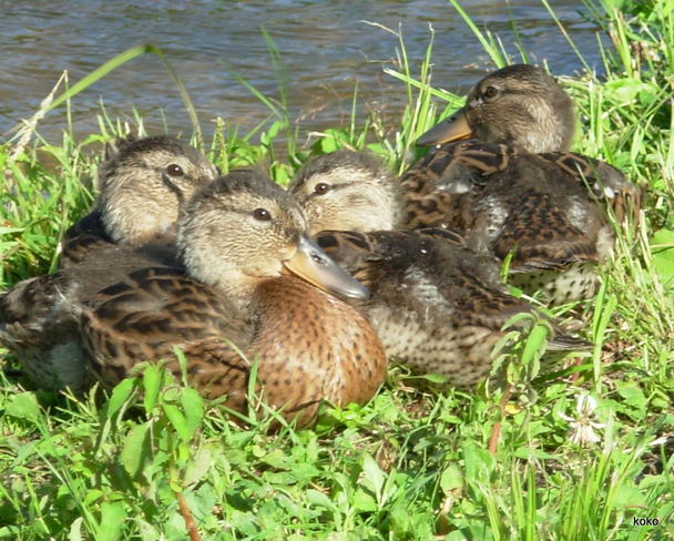 Baby Ducks Winnipeg, Manitoba Canada