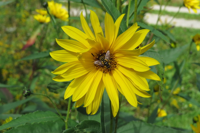 Maximilian's Sunflower (Helianthus maximiliani) Chester, Nova Scotia Canada