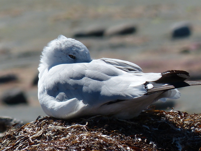 Napping on a bed of sea weed White Rock, British Columbia Canada