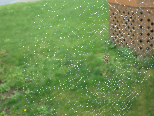 After the Rain - Spider's Web St. John's, Newfoundland and Labrador Canada