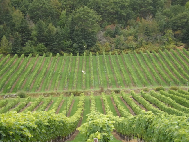 valley vineyard Wolfville, Nova Scotia Canada