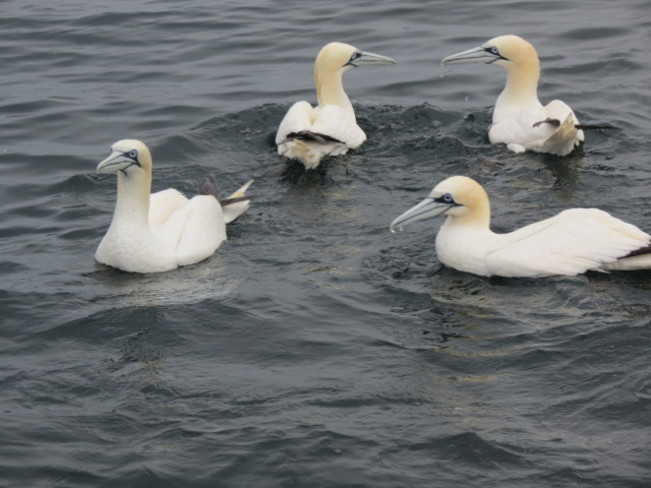 Gannets fishing Hope Town, Quebec Canada