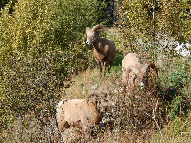 Nice neighbours! Golden, British Columbia Canada
