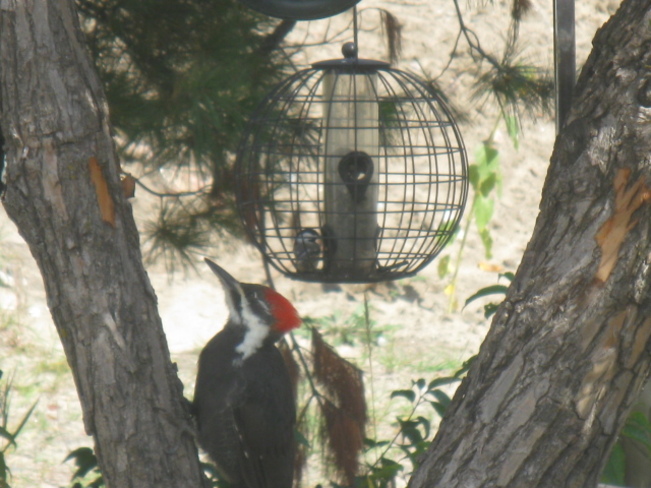 pileated woodpecker Chapleau, Ontario Canada