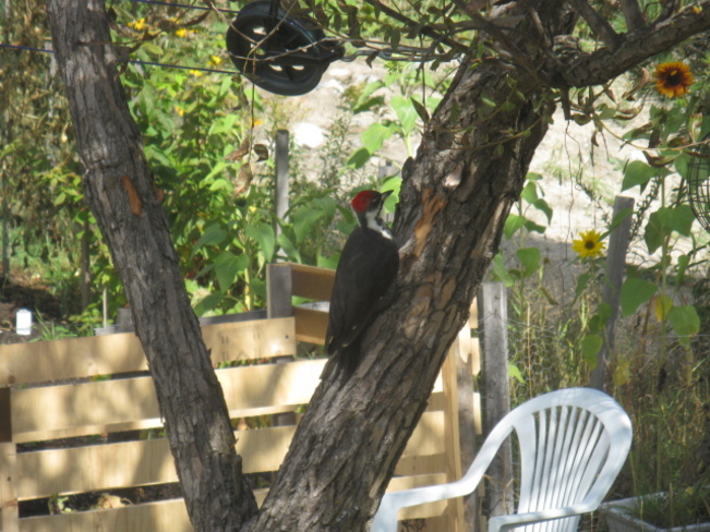 pileated woodpeckers. Chapleau, Ontario Canada