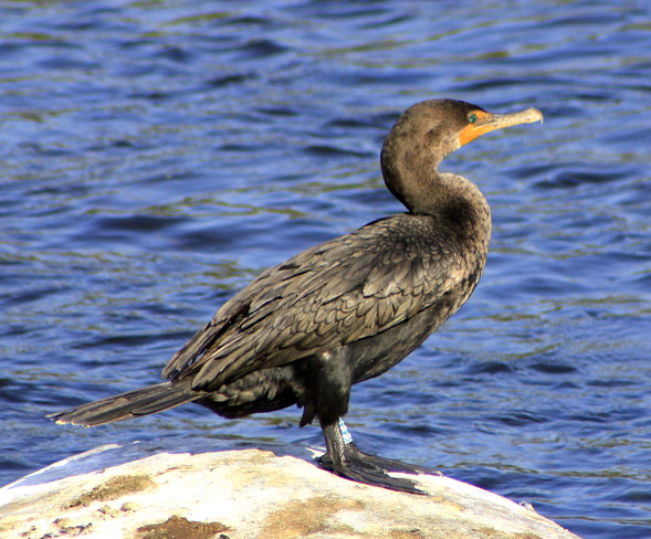 Shiny cormorant Ottawa, Ontario Canada