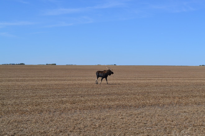Moose Out Standing in his field Regina, Saskatchewan Canada