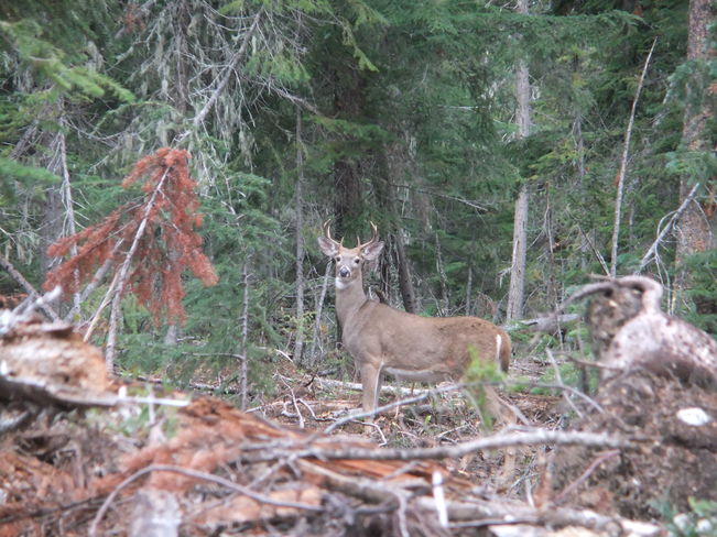 whitetail deer Fauquier, British Columbia Canada