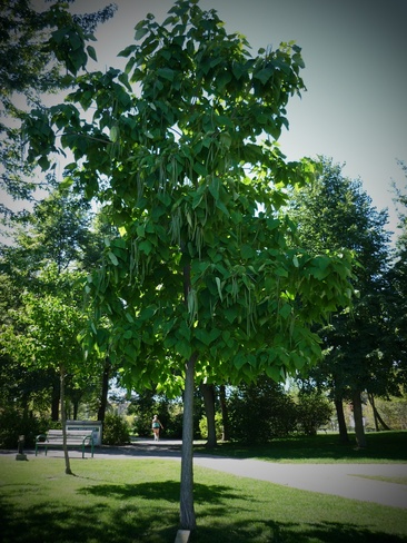 Tree with beans !!! Orillia, Ontario Canada