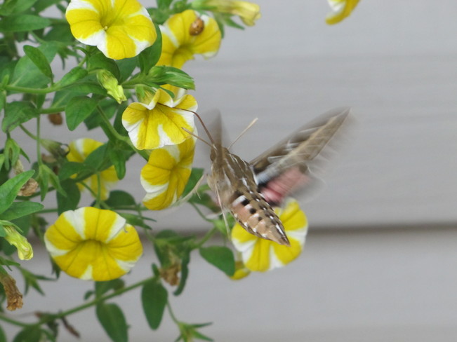 Hummingbird Moth Wheatley, Ontario Canada