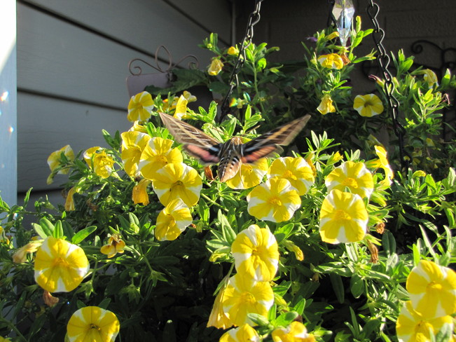 Hummingbird Moth Wheatley, Ontario Canada