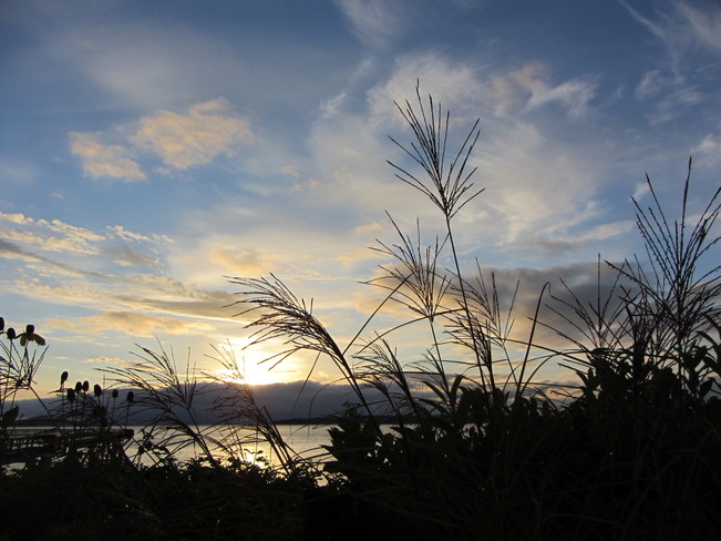Sunrise as seen through the grass along the Sidney sea walk Sidney, British Columbia Canada