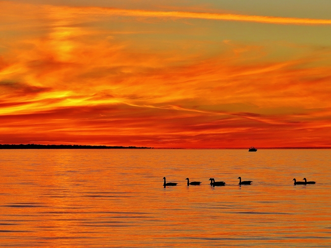 Canada Geese cruising on Lake Nipissing. North Bay, Ontario Canada