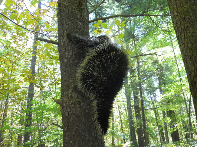Porcupine in a tree Westport, Ontario Canada