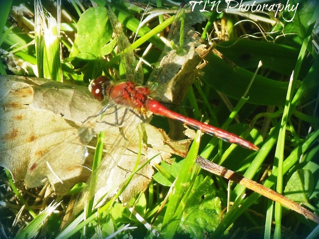 Awesome close up of a dragonfly Belleville, Ontario Canada