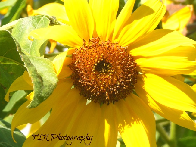 Sunflower Belleville, Ontario Canada