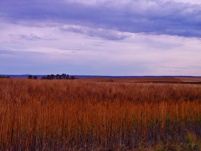 Golden Wheat Assiniboia, Saskatchewan Canada