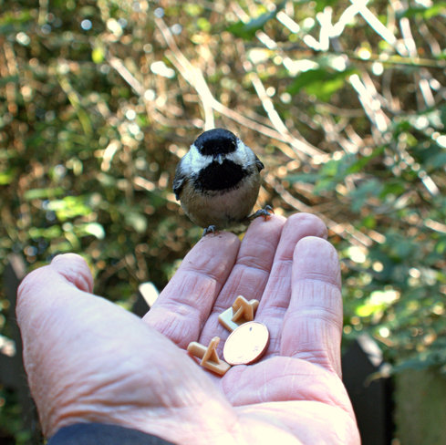 Black-capped Chickadee on my finger tips. Ladner, British Columbia Canada