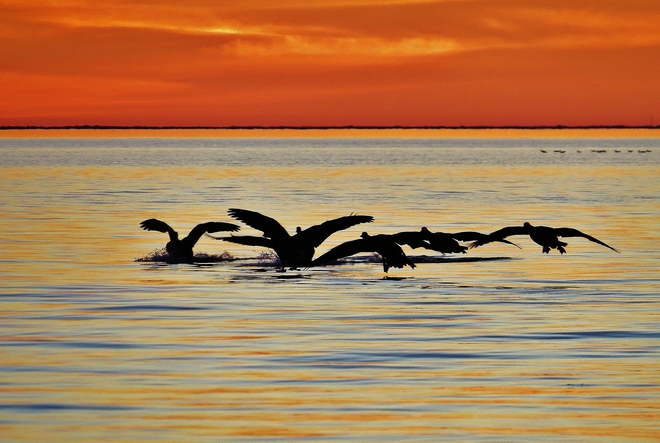 Geese arriving for an evening's rest. North Bay, Ontario Canada