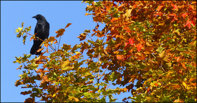 Esten Dr.. crow with autumn colours. Elliot Lake, Ontario Canada