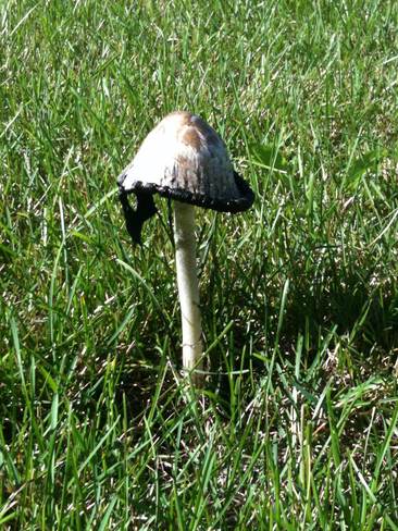 mushroom Unionville, Ontario Canada