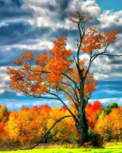 Fall Colours Winchester, Ontario Canada