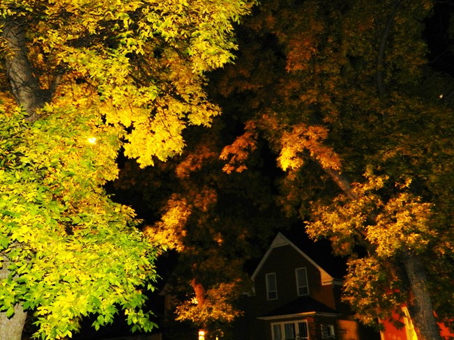 Lighted Trees Winnipeg, Manitoba Canada