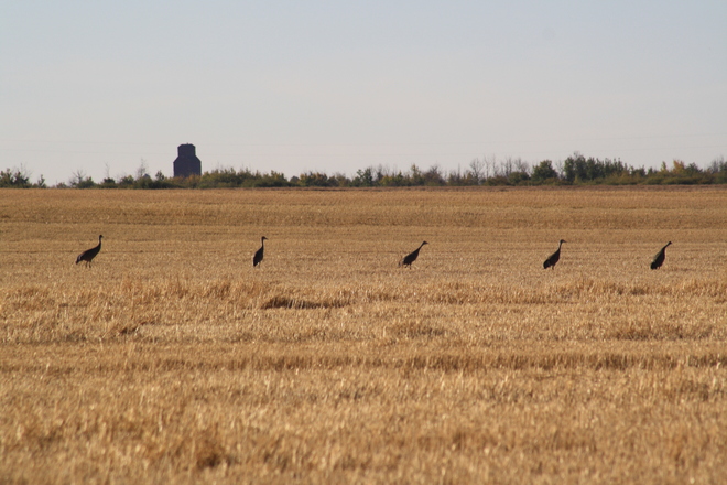 Sandhill Cranes ready for take-off Tofield, Alberta Canada