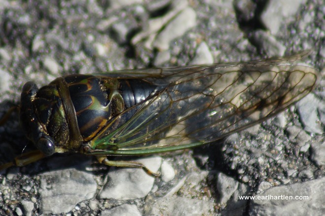 Cicada Simcoe, Ontario Canada