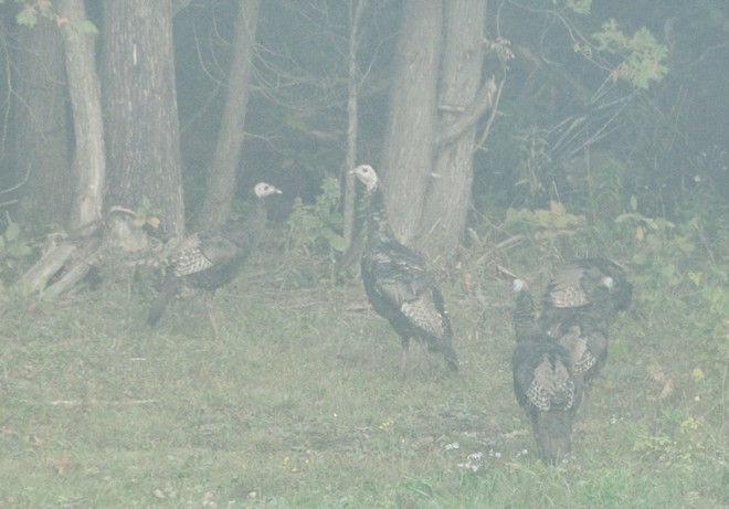Turkeys & early fog Smiths Falls, Ontario Canada