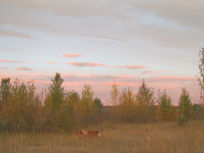 Fall Colours at Dawn Calgary, Alberta Canada